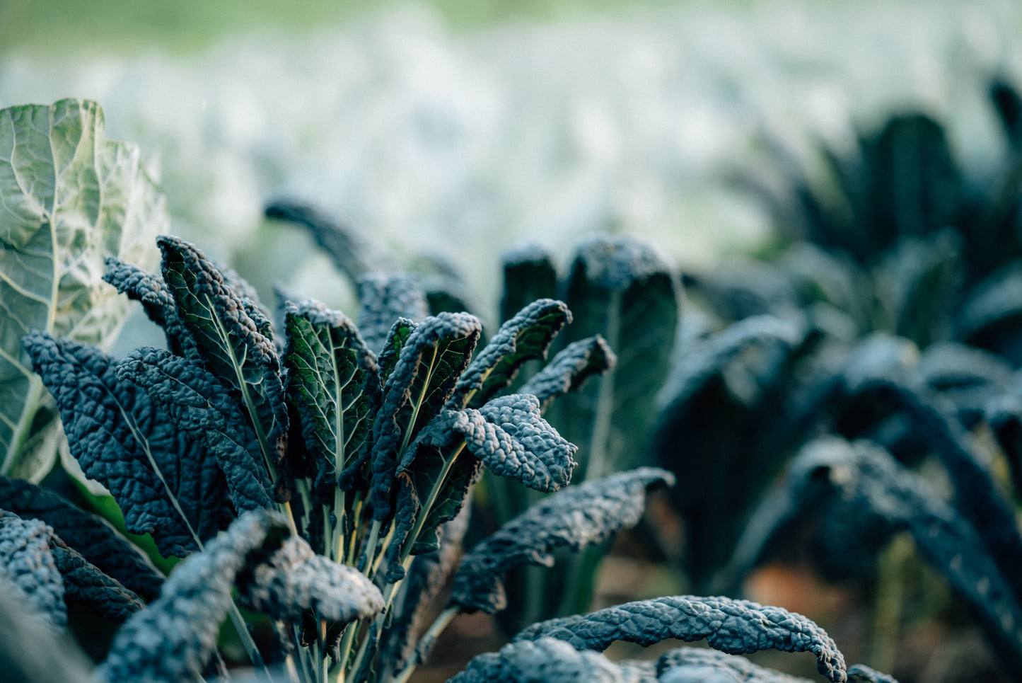 Your Path Forward in Regenerative Food & Agriculture